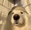 Thumbnail /dog.jpg